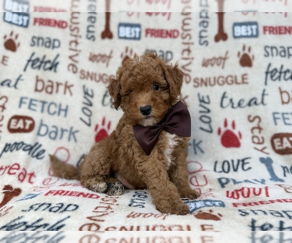 Medium Photo #8 Cavapoo (Miniature) Puppy For Sale in LAKELAND, FL, USA