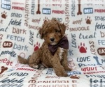 Adam - Male Cavapoo (Miniature) Puppy for Sale - Photo #8