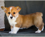Puppy Beauty Pembroke Welsh Corgi