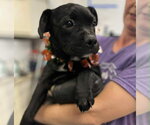 Small #1 Mutt