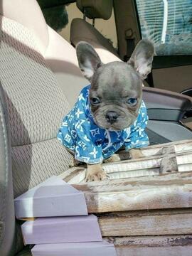 Medium Photo #35 French Bulldog Puppy For Sale in MARYSVILLE, WA, USA