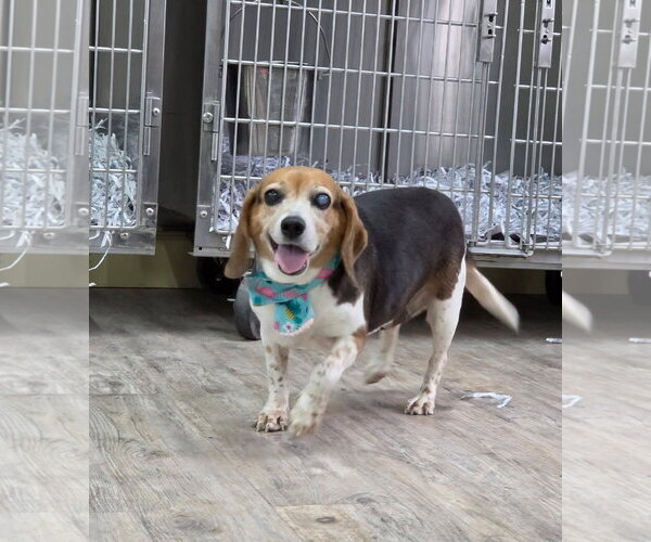 Medium Photo #4 Beagle Puppy For Sale in Murfreesboro, NC, USA