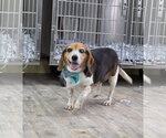 Small #3 Beagle