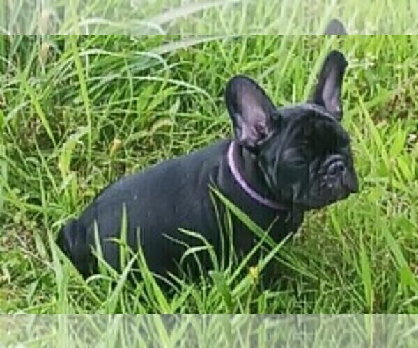 Medium Photo #13 French Bulldog Puppy For Sale in TERRELL, TX, USA