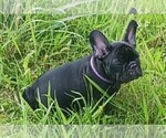 Small Photo #13 French Bulldog Puppy For Sale in TERRELL, TX, USA