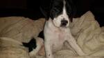 Puppy 4 Australian Cattle Dog-Nova Scotia Duck Tolling Retriever Mix