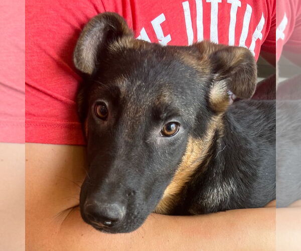 Medium Photo #7 German Shepherd Dog-Unknown Mix Puppy For Sale in Lake Forest, CA, USA