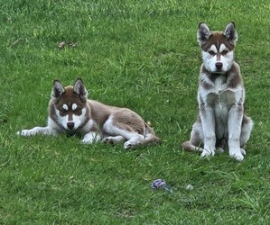 Siberian Husky Litter for sale in LUDINGTON, MI, USA