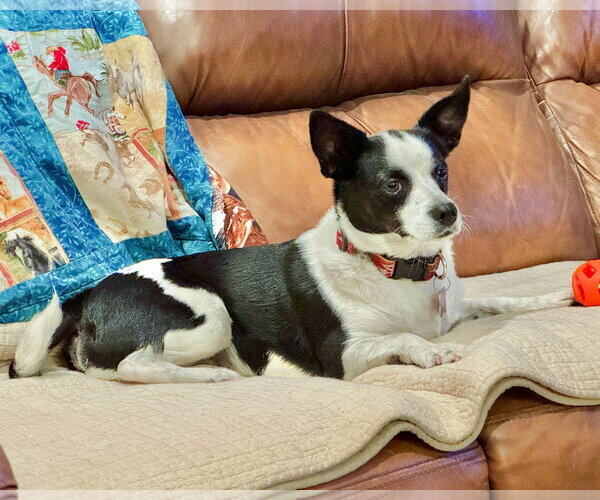Medium Photo #14 Rat Terrier-Unknown Mix Puppy For Sale in Corona, CA, USA