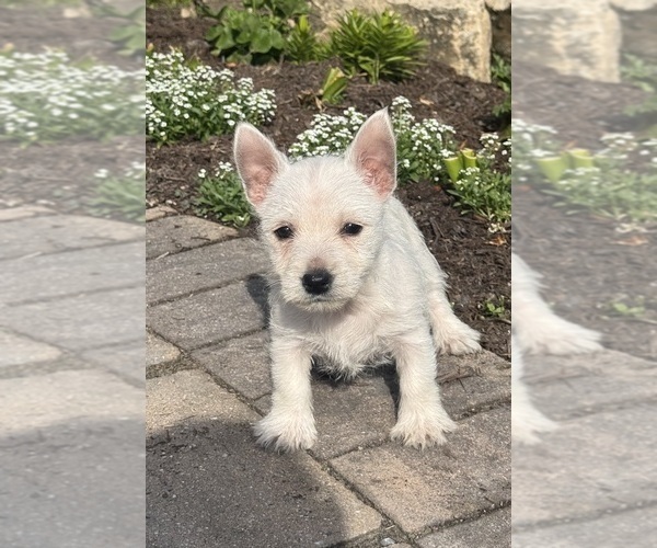 Medium Photo #4 West Highland White Terrier Puppy For Sale in CANOGA, NY, USA