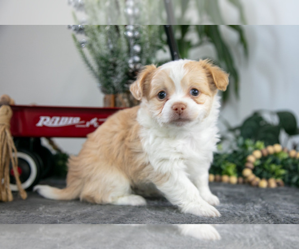 Medium Photo #3 Chihuahua Puppy For Sale in DUNDEE, OH, USA