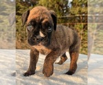 Small #5 Boxer