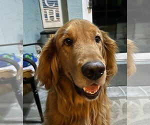 Golden Retriever Dogs for adoption in Bonita Springs, FL, USA