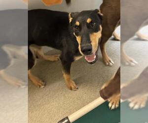 Doberman Pinscher-Unknown Mix Dogs for adoption in West Valley, UT, USA