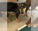 Small Doberman Pinscher Mix