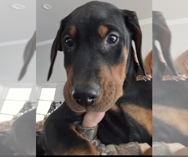 Medium Photo #26 Doberman Pinscher Puppy For Sale in BEGGS, OK, USA