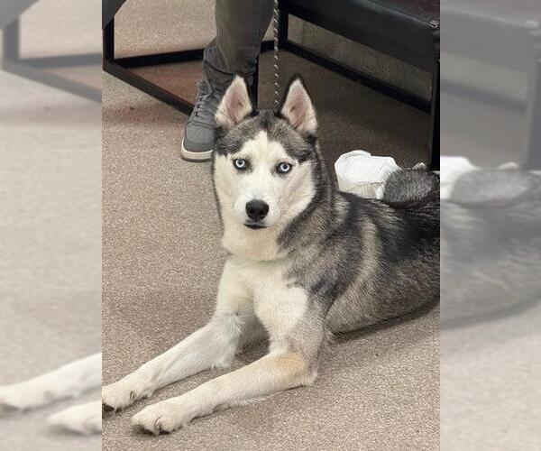 Medium Photo #1 Siberian Husky-Unknown Mix Puppy For Sale in Louisville, KY, USA