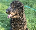 Small Photo #1 Boxer-Goldendoodle Mix Puppy For Sale in LANCASTER, PA, USA