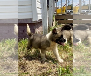 Medium Akita