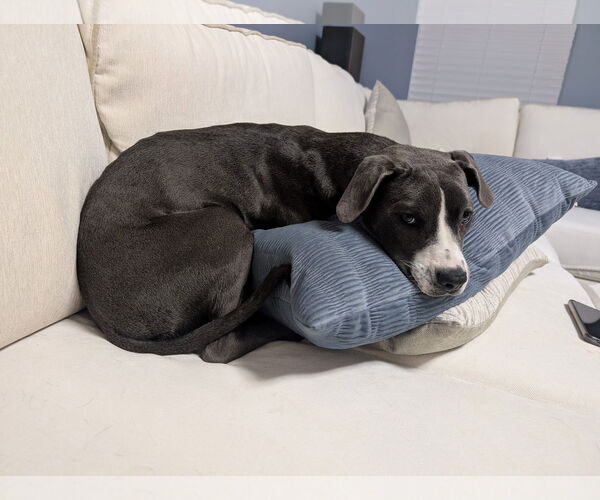 Medium Photo #3 Mutt Puppy For Sale in Greenville, SC, USA