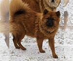 Small Chow Chow Mix