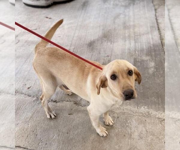 Medium Photo #4 Labrador Retriever-Unknown Mix Puppy For Sale in Yardley, PA, USA
