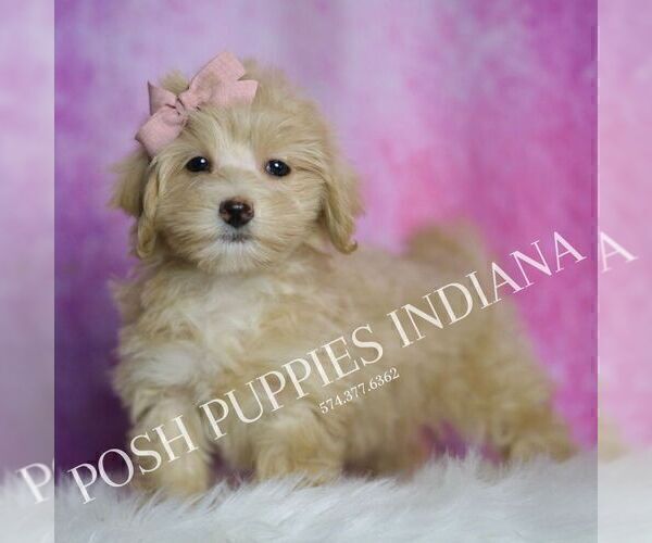 Medium Photo #36 Maltipoo (Miniature) Puppy For Sale in WARSAW, IN, USA