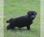 Small Photo #9 German Shepherd Dog Puppy For Sale in POWDER SPRINGS, GA, USA