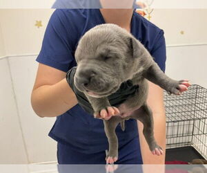 American Pit Bull Terrier-Unknown Mix Dogs for adoption in San Bernardino, CA, USA
