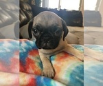 Small Photo #4 Pug Puppy For Sale in RIO RANCHO, NM, USA
