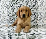 Small #3 Golden Retriever