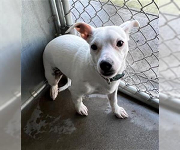 Medium Photo #1 Chihuahua Puppy For Sale in San Andreas, CA, USA