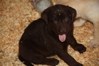 Small Photo #1 Labrador Retriever Puppy For Sale in LUCERNE VALLEY, CA, USA