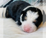 Small Photo #2 Miniature Australian Shepherd Puppy For Sale in OPELIKA, AL, USA