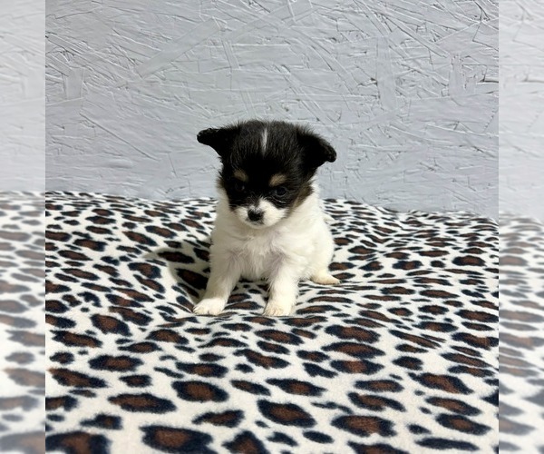Medium Photo #3 Papillon Puppy For Sale in BELTON, MO, USA