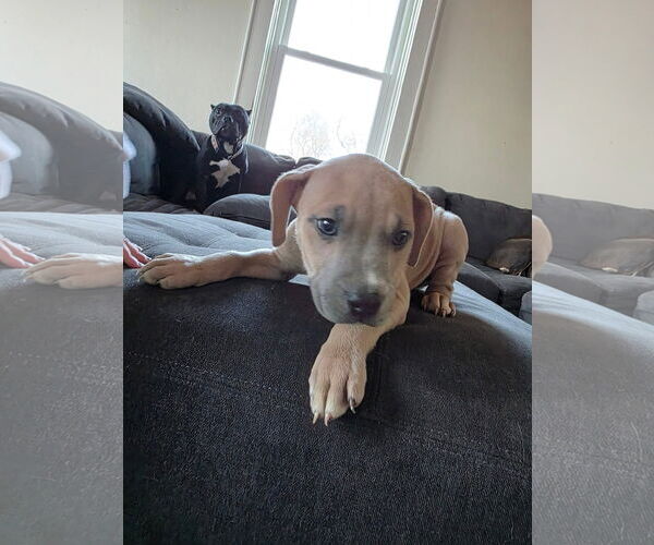 Medium Photo #3 Mutt Puppy For Sale in New London, WI, USA