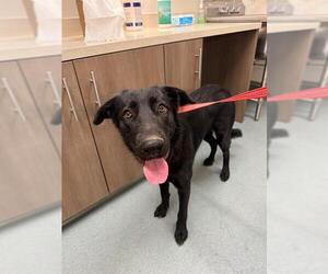 Labrador Retriever Dogs for adoption in Baytown, TX, USA