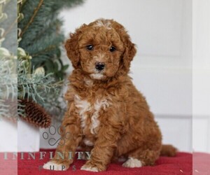 Goldendoodle (Miniature) Puppy for sale in LANCASTER, PA, USA