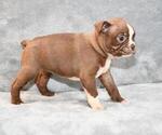 Small Photo #4 Boston Terrier Puppy For Sale in HOMINY, OK, USA