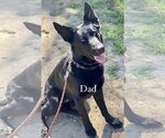 Small #4 German Shepherd Dog