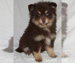 Small Photo #10 Pomsky Puppy For Sale in DENTON, TX, USA