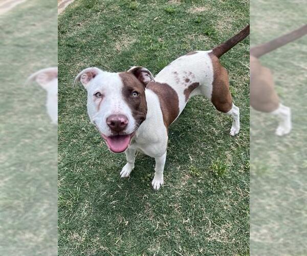 Medium Photo #1 Mutt Puppy For Sale in Plano, TX, USA