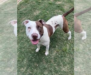 Mutt Dogs for adoption in Plano, TX, USA