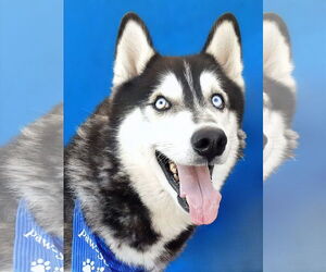 - Mix Dogs for adoption in Pasadena, CA, USA