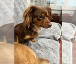Small #1 Chihuahua Mix