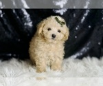Puppy cupcake Maltipoo