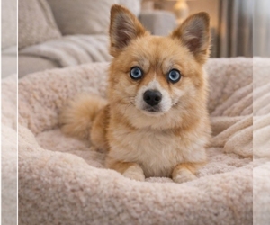 Mother of the Pomsky puppies born on 11/11/2025