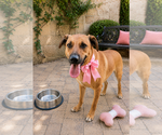 Small #6 Golden Retriever Mix