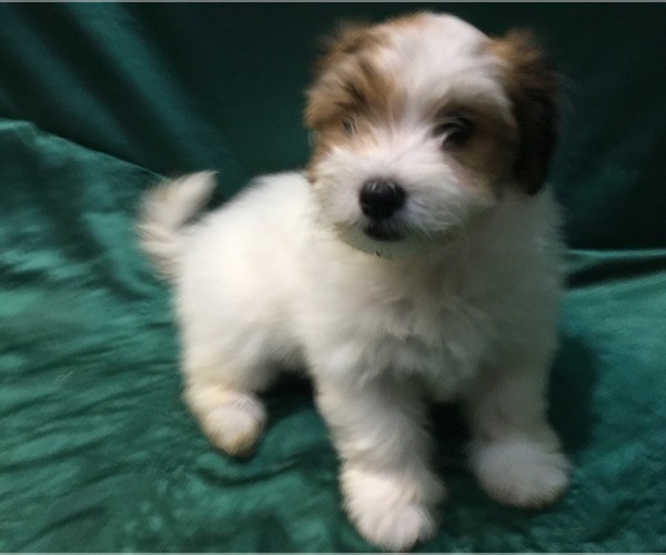 Medium Photo #11 Havanese Puppy For Sale in FENTON, MO, USA
