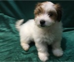 Small Photo #11 Havanese Puppy For Sale in FENTON, MO, USA